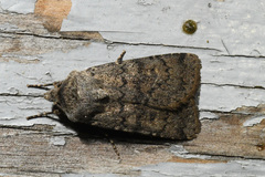 Euxoa comosa