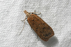 Dichomeris ventrellus