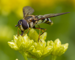 Megasyrphus laxus image
