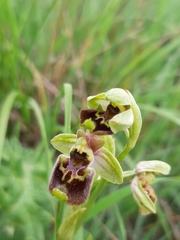 Ophrys bornmuelleri