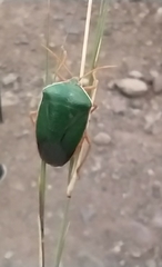 Edessa rufomarginata