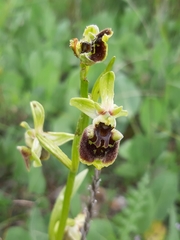 Ophrys bornmuelleri