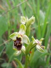 Ophrys bornmuelleri