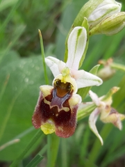 Ophrys bornmuelleri