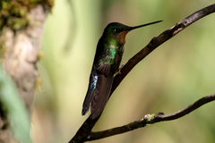 Coeligena helianthea