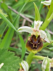 Ophrys bornmuelleri