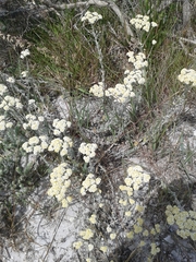 Helichrysum crispum