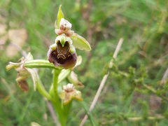 Ophrys bornmuelleri