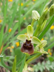 Ophrys bornmuelleri