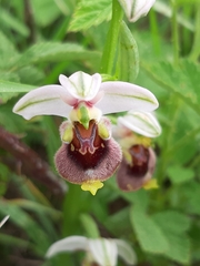 Ophrys bornmuelleri