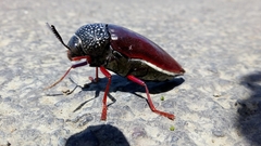Sternocera chrysis