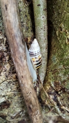 Drymaeus poecilus