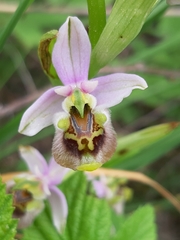 Ophrys bornmuelleri