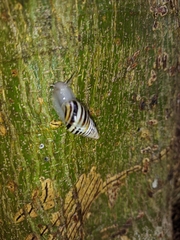 Drymaeus poecilus