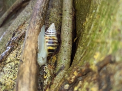 Drymaeus poecilus