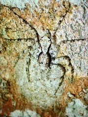 Phaeacius malayensis