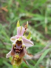 Ophrys bornmuelleri