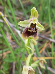 Ophrys bornmuelleri