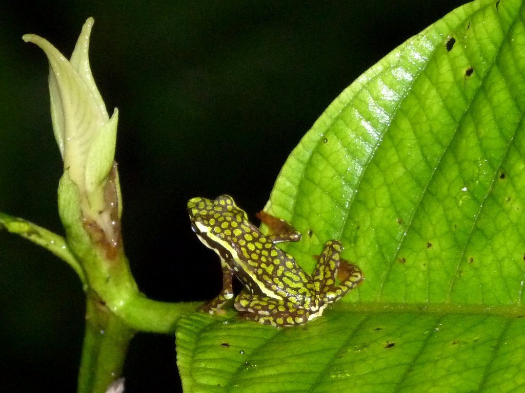 Rio Faisanes Stubfoot Toad