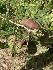 Senegalia westiana