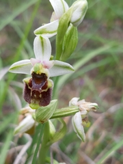 Ophrys bornmuelleri