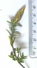 Pteronia membranacea