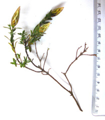 Pteronia membranacea