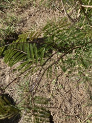 Senegalia westiana