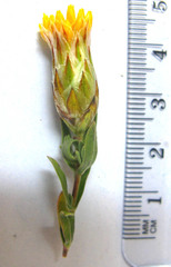 Pteronia membranacea