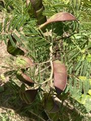 Senegalia westiana
