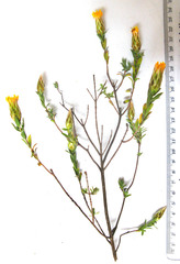 Pteronia membranacea