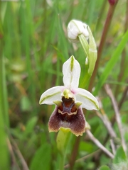 Ophrys bornmuelleri