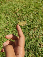 Lepidoptera