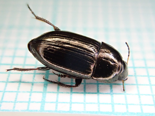 Common Sun Beetle