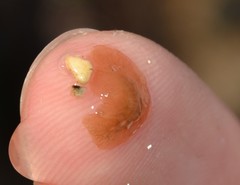 Leptoplana tremellaris