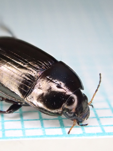 Common Sun Beetle