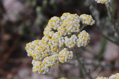 Helichrysum crispum