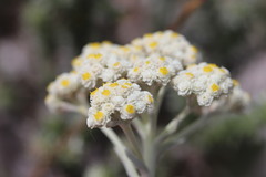 Helichrysum crispum