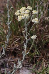Helichrysum crispum