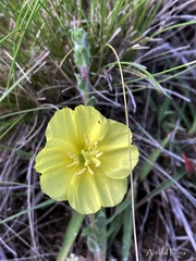 Oenothera odorata