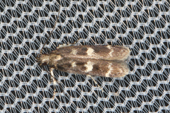 Filatima