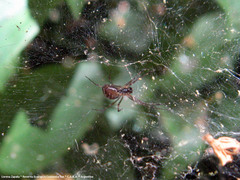 Dubiaranea difficilis