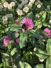 Bombus