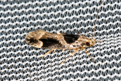 Pseudochelaria