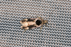 Pseudochelaria