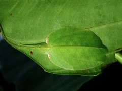 Chondroderella borneensis