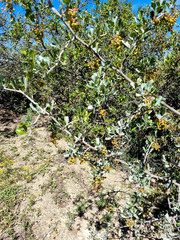 Searsia longispina