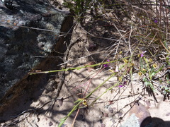 Polygala brachyphylla