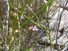 Polygala brachyphylla