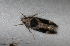 Pseudochelaria walsinghami
